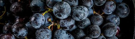 Resveratrol - is it the true elixir of youth?