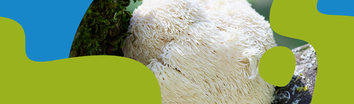 Lion's Mane Mushroom: Benefits and Uses