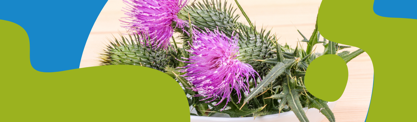 Milk Thistle: Health Properties and How to Use It