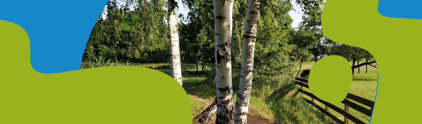 Birch Sap: How to Collect, Store and Drink It